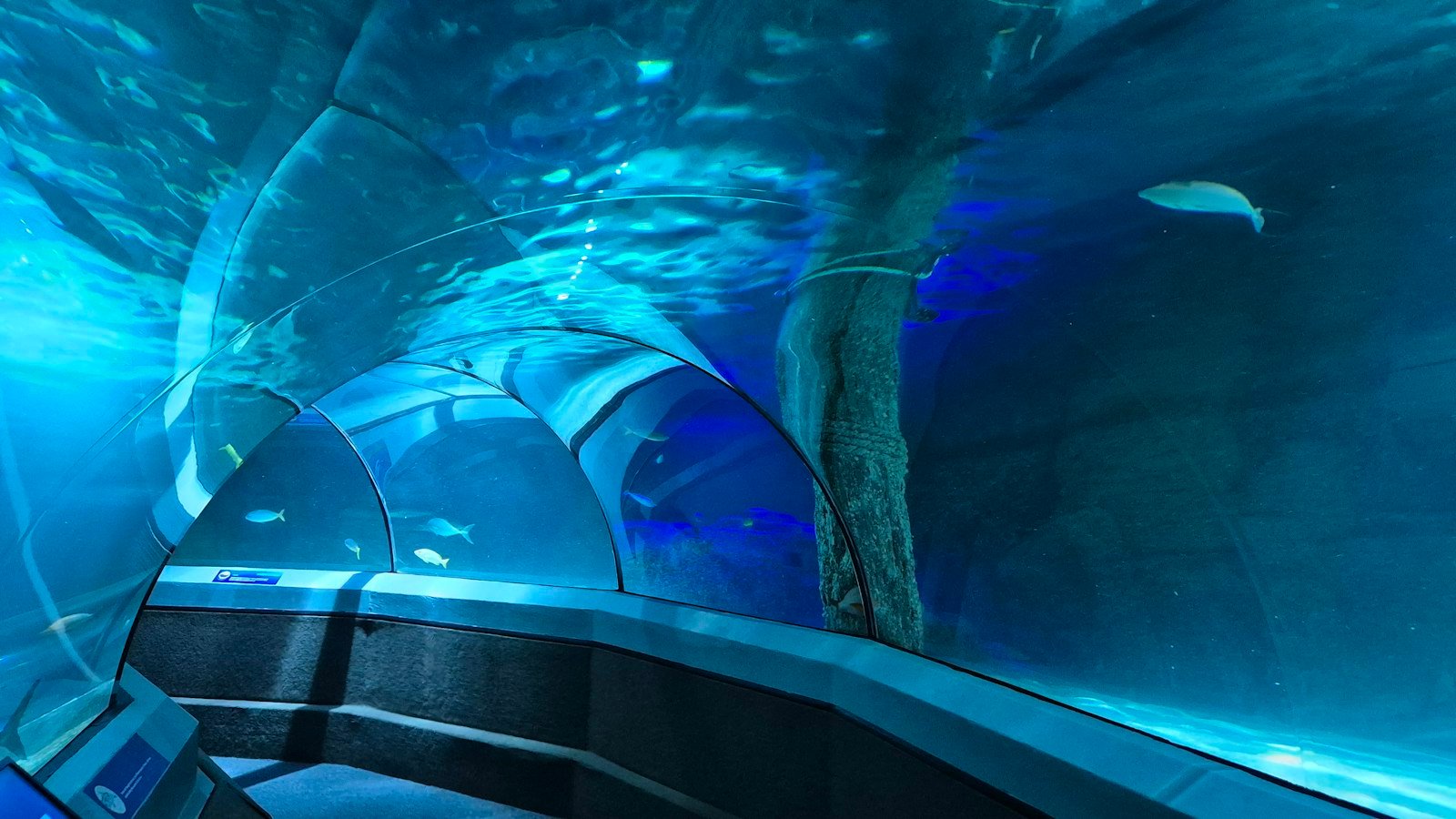 Dubai Aquarium & Underwater Zoo Ticket